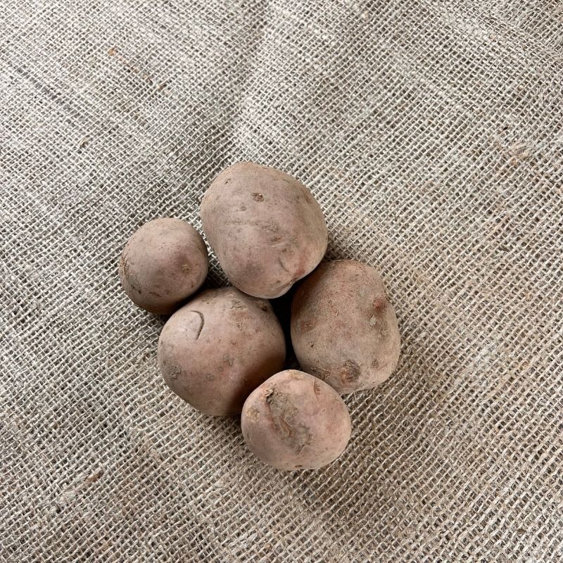 Bildtstar Kartoffeln