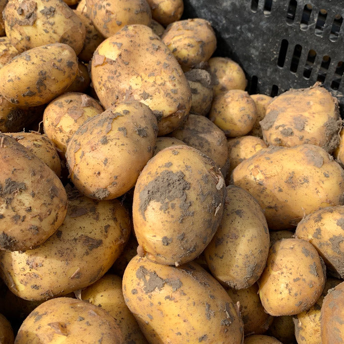 Alte Kartoffelsorten - Alle was Sie ber sie wissen mssen!