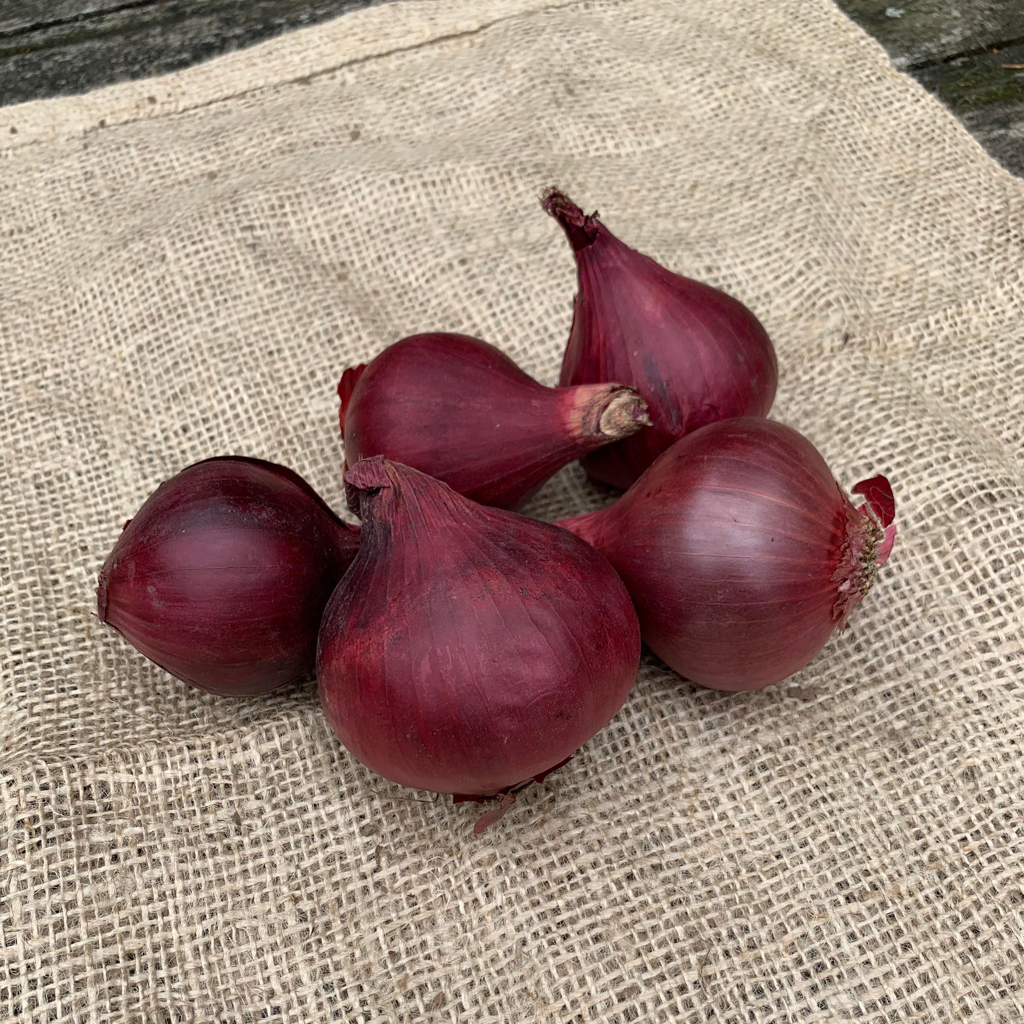 Rote Zwiebeln - Bio