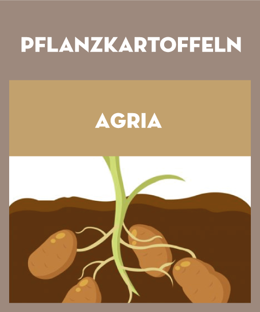 Agria Pflanzkartoffeln 28/35