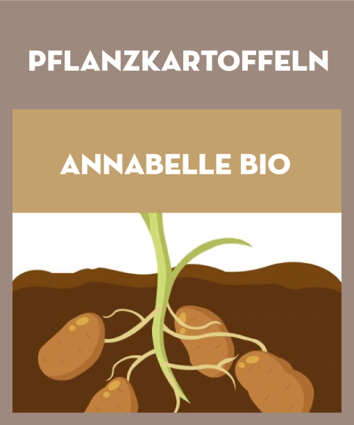 Annabelle bio Pflanzkartoffeln