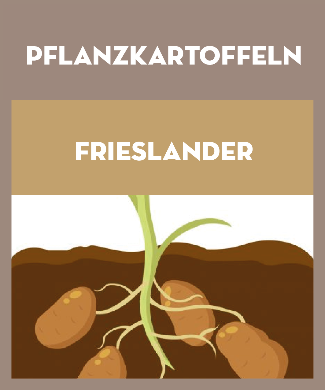 Frieslander Pflanzkartoffeln 28/35