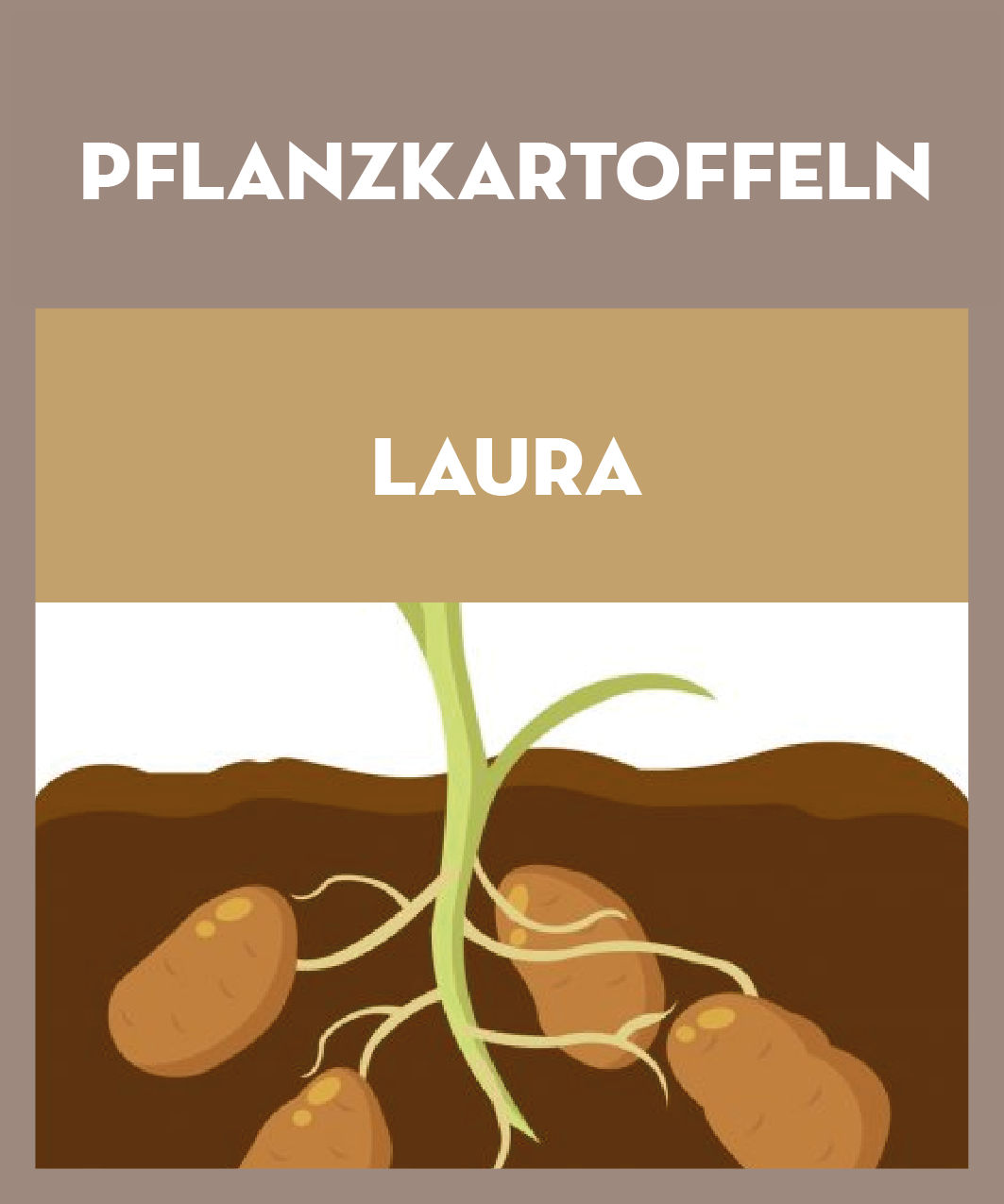 Laura Pflanzkartoffeln 28/35