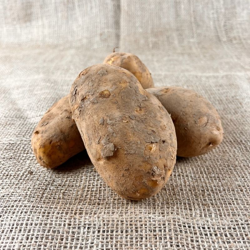 Agria Kartoffeln - Neue Ernte 2023 - Kartoffeln für Pommes