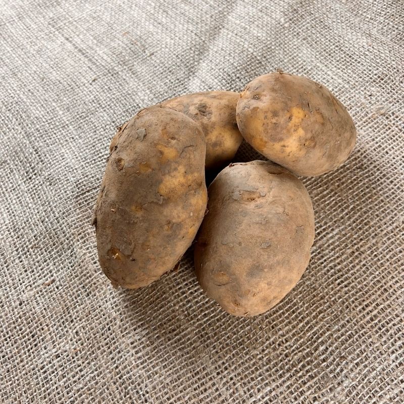 Agria Kartoffeln - Neue Ernte 2023 - Kartoffeln für Pommes