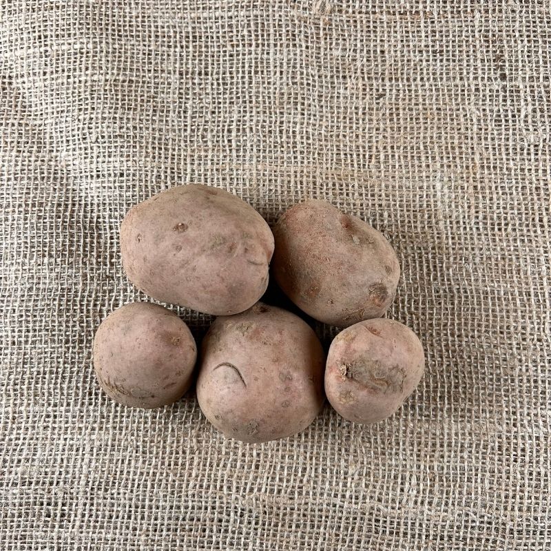 Bildtstar Kartoffeln