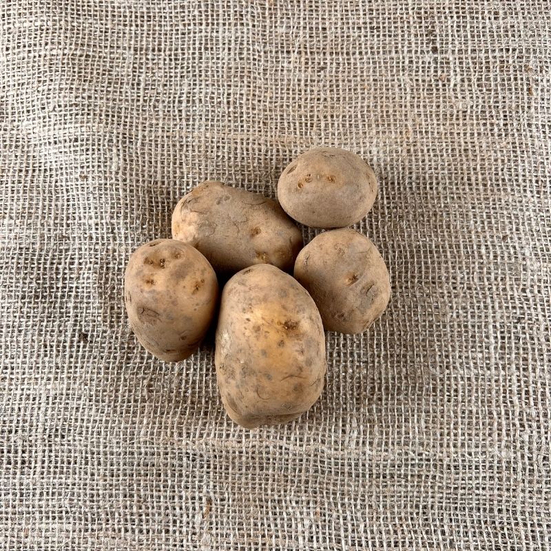 Frieslander Kartoffeln - Neue Ernte 2023