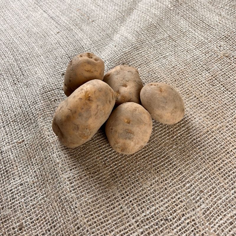 Frieslander Kartoffeln - Neue Ernte 2023