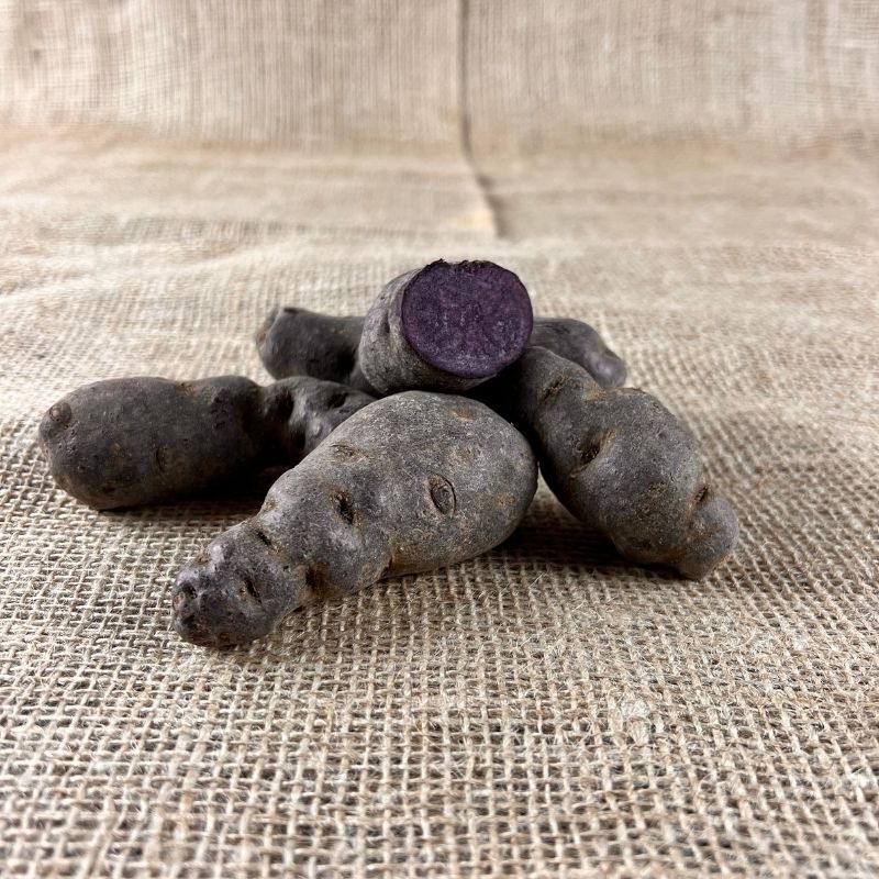 Vitelotte Noir Kartoffeln