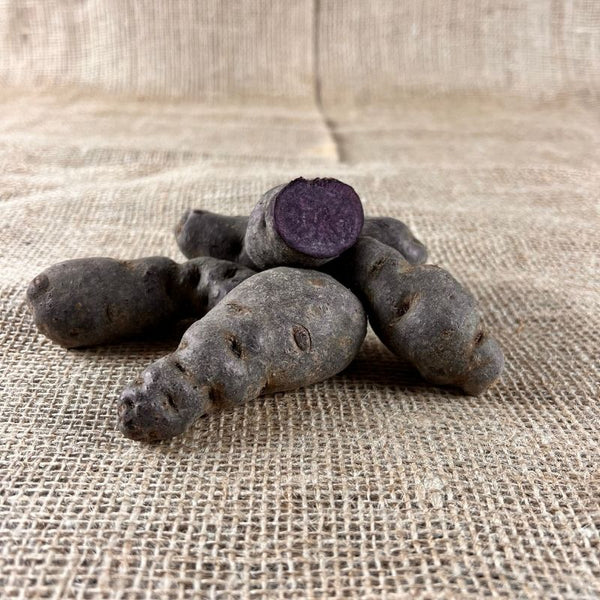 trüffelkartoffel saatgut Vitelotte Noir kaufen – violette Kartoffeln